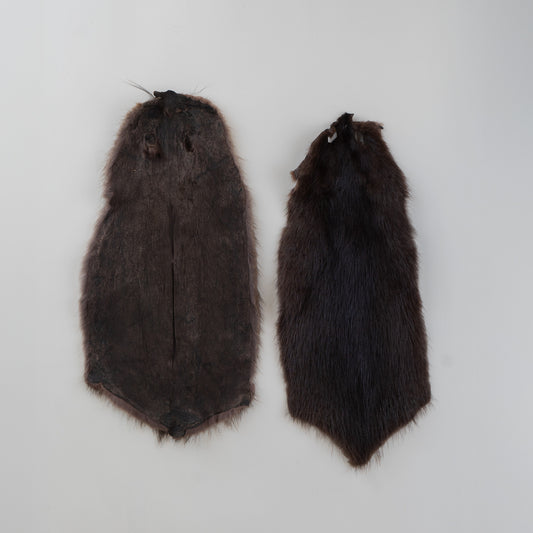 Muskrat Fur Back
