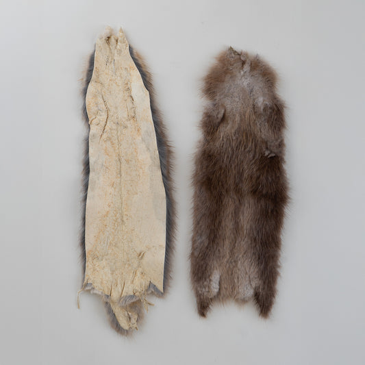 Muskrat Fur Front