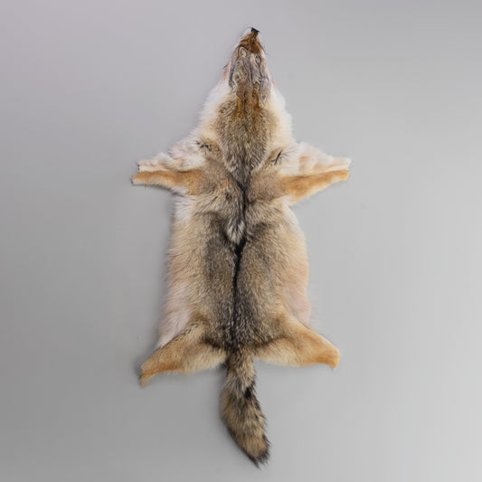 Coyote Fur