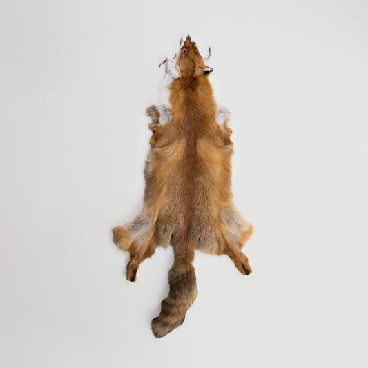 Red Fox Fur