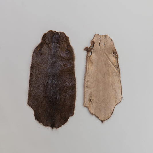 Nutria Fur