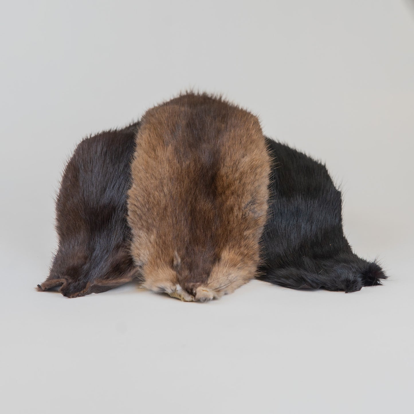Muskrat Fur Back