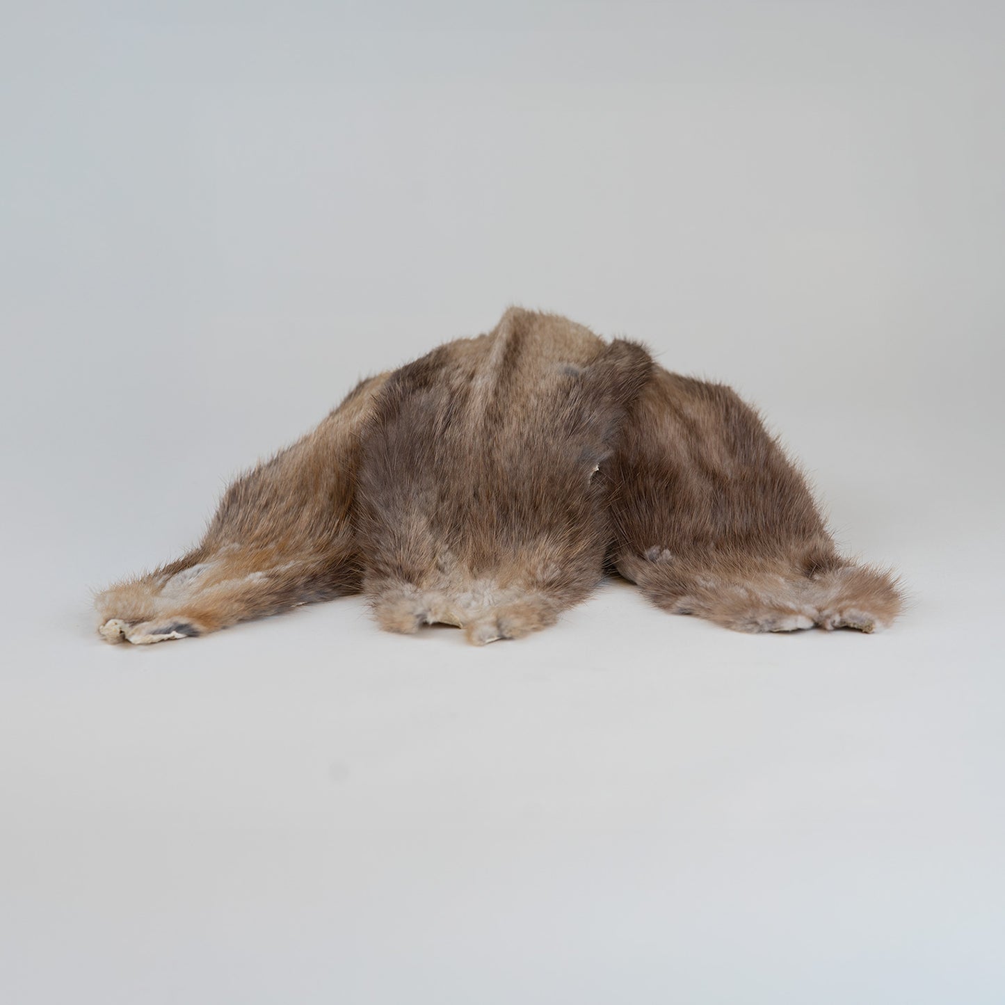 Muskrat Fur Front