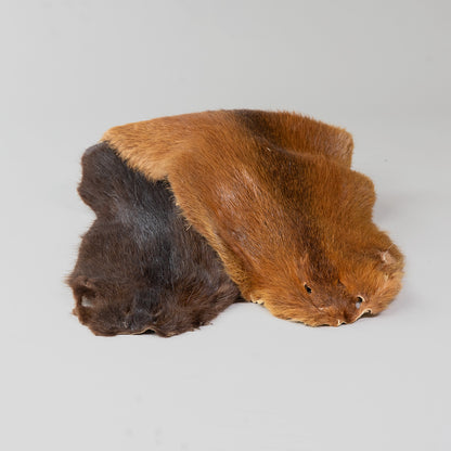 Nutria Fur